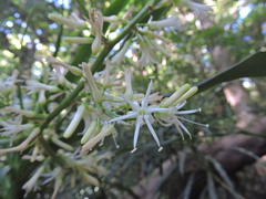 Dracaeneae