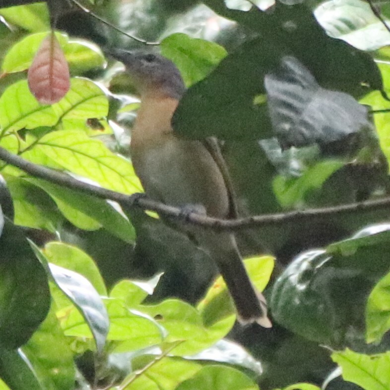 Sabine's Puffback (Dryoscopus sabini), photo 1