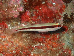 Gobius vittatus