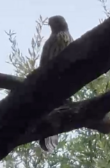 Accipiter cooperii