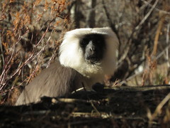 Semnopithecus schistaceus
