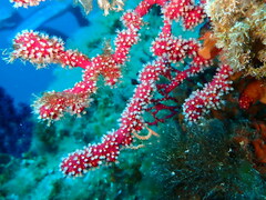 Alcyonium coralloides