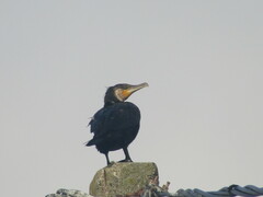 Phalacrocorax carbo