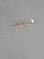 Hemidactylus brookii