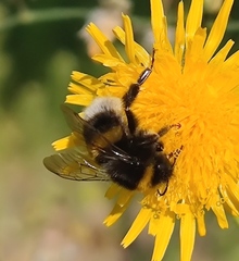 Bombus