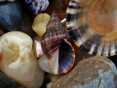 Agnewia tritoniformis