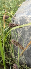 Carex lyngbyei
