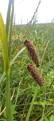 Carex lyngbyei