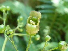 Scrophularia alpestris