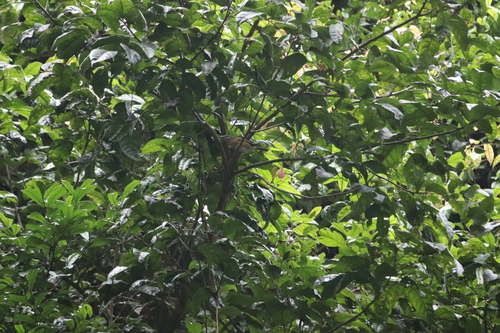 Sabine's Puffback (Dryoscopus sabini), photo 2