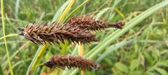 Carex lyngbyei