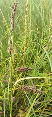 Carex lyngbyei