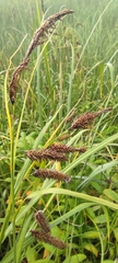 Carex lyngbyei