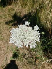 Daucus carota