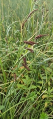 Carex lyngbyei