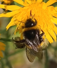 Bombus