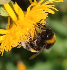 Bombus