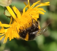 Bombus