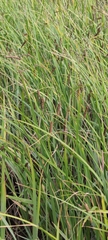 Carex lyngbyei