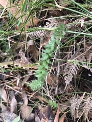 Acrotriche prostrata