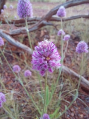 Ptilotus helipteroides