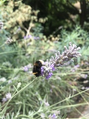 Bombus terrestris