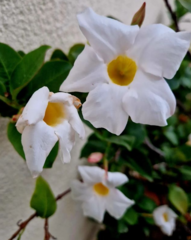 Mandevilla laxa
