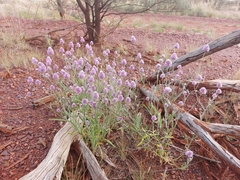 Ptilotus helipteroides