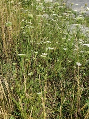 Daucus carota