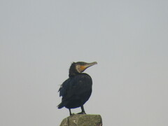 Phalacrocorax carbo