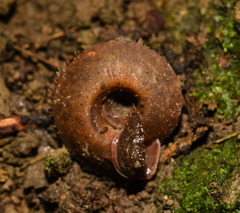 Plectotropis gerlachi