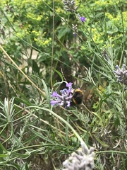 Bombus terrestris