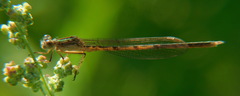 Sympecma paedisca