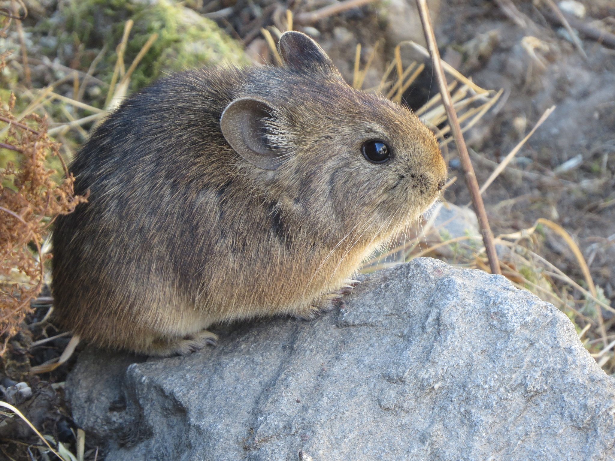 American Pika (Utah Mammals) · iNaturalist