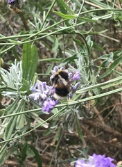 Bombus terrestris