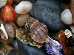 Agnewia tritoniformis