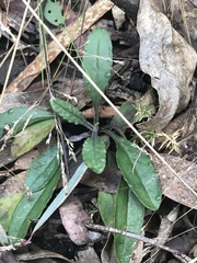 Senecio prenanthoides