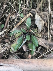 Senecio prenanthoides