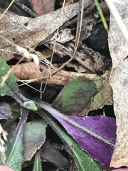 Senecio prenanthoides