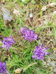 Phyteuma hemisphaericum