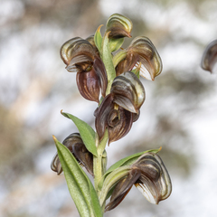 Pterostylis sanguinea