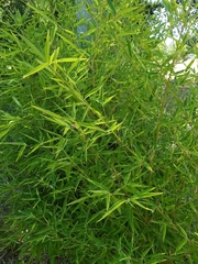 Phyllostachys bambusoides