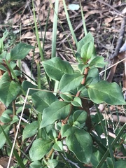 Coprosma hirtella
