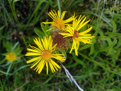 Pentanema salicinum