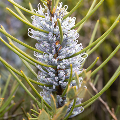 Hakea lehmanniana