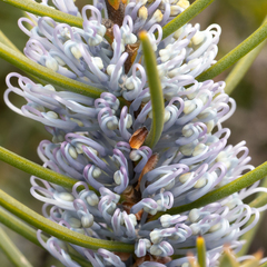 Hakea lehmanniana