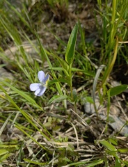 Viola pumila