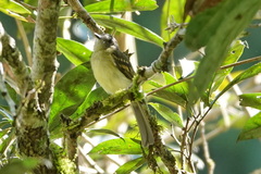Myiopagis gaimardii