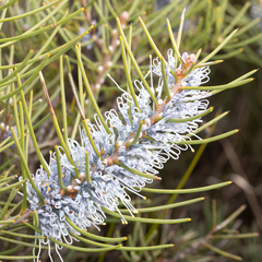 Hakea lehmanniana