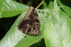 Morpho deidamia